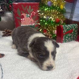 Marvin-blue tri - Blue male Border Collie puppy in Chattanooga, Tennessee from Ross Vegas Kennels