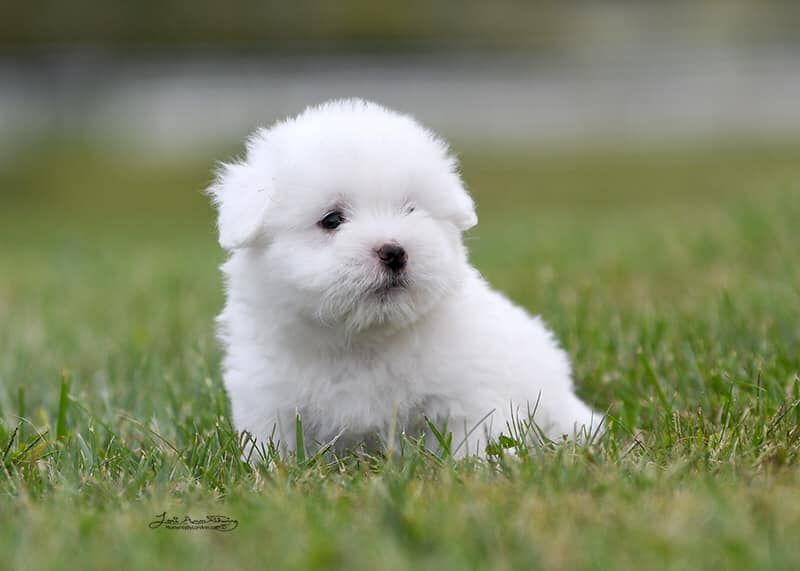 Lori Brock in Michigan Coton de Tulear puppies Good Dog