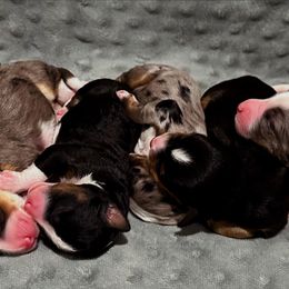 Bernedoodle puppies from Zakadoodles