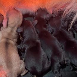 Dachshunds from Dolittle Hounds