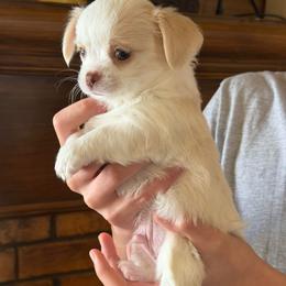 AKC Max 3000 - Cream and white male Chihuahua puppy in Rowlett, Texas from Sugar Cookie Chihuahuas