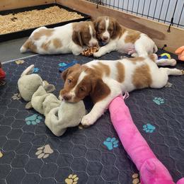 Boy with the half orange face - White and orange male Brittany puppy in Bedford, Virginia from Woodland Brittanys