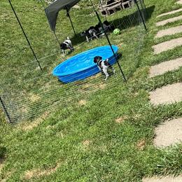 German Shorthaired Pointer Puppies from J & R’s German Shorthaired Pointers