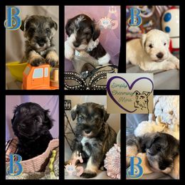 Miniature Schnauzer Puppies from Simply Charming Mini’s