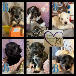 Miniature Schnauzer Puppies from Simply Charming Mini’s