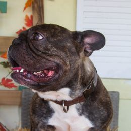 Ruben - French Bulldog