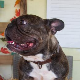 Ruben - French Bulldog