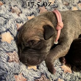 Great Dane Puppies from Taylor's Tails of Joy