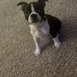 Boston Terrier Puppies from The Terriers Place