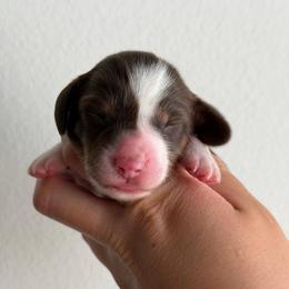 Chocolate And Tan Piebald Male - Piebald male Dachshund puppy in El Paso, Texas from IVK9's Dachshunds
