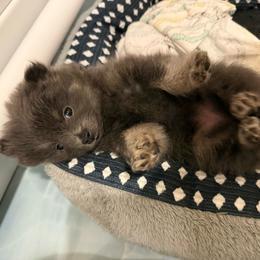 Pink - Wolf sable female Pomeranian puppy in Apollo Beach, Florida from Sherlock’s Poms