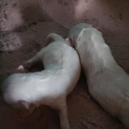 Twist - White female Maltese puppy in Dwight, Nebraska from Meliora Maltese
