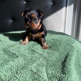 Melrose - Black and gold male Yorkshire Terrier puppy in Yonkers, New York from The Dior Line
