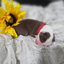 Red Collar - Red tri-color male Miniature American Shepherd puppy in Statesboro, Georgia from Azure Miniature American Shepherds