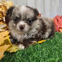 Ghost - Merle male Chihuahua puppy in Bowdon, Georgia from Paschal's Pups