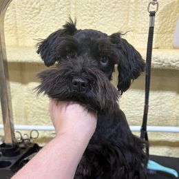 Jolee - Miniature Schnauzer