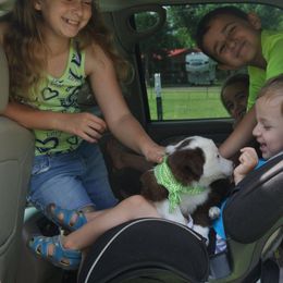 Border Collie Puppies from M and J Farm