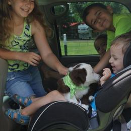 Border Collie Puppies from M and J Farm