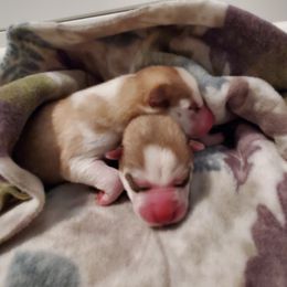 Siberian Husky Puppies from Naturez Siberians