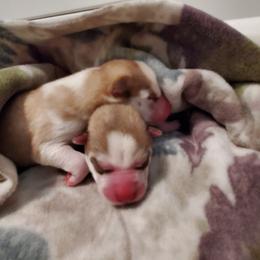 Siberian Husky Puppies from Naturez Siberians