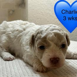 Charlie - Parti male Poodle puppy in Mineral Wells, Texas from S.H.A.R.P.’s Toy Poodles