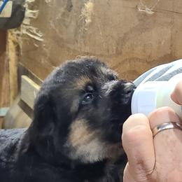 Green - Black and red female German Shepherd puppy in Carbondale, Kansas from T and M Elite Europeans German Shepherds