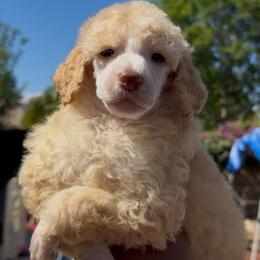 Orion - Cream male Poodle puppy in Corona, California from Garden Of Poodles