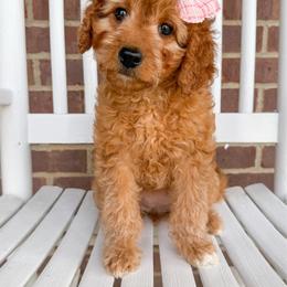 Star Crunch - Red  female Goldendoodle puppy in Sunman, Indiana from Brunsman Country Doodles LLC