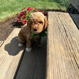 Felix - Red  male Goldendoodle puppy in Mint Hill, North Carolina from DoodleForever