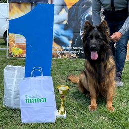 Lea - German Shepherd