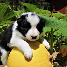 Border Collie Puppies from Team Reeves Ranch