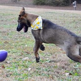 German Shepherd Puppies from Validus Pastoris Kennels