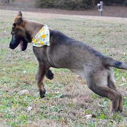 German Shepherd Puppies from Validus Pastoris Kennels