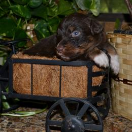 Hank - Red tri-color male Australian Shepherd puppy in Marshall, Texas from Flying S Aussies