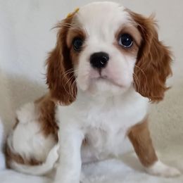 Lily - Blenheim female Cavalier King Charles Spaniel puppy in Dallas, Texas from Holliday Cavalier King Charles Spaniels