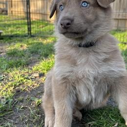 German Shepherd Puppies from Scenic City Shepherds