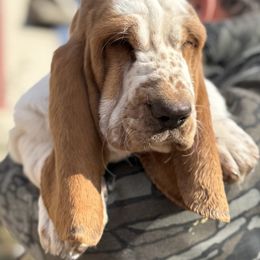 Delta - Lemon and white female Basset Hound puppy in Poplar Bluff, Missouri from Ozarks Bassets