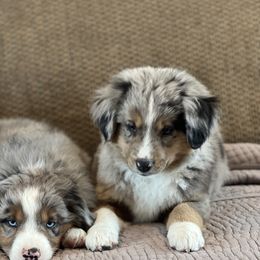 Miniature Australian Shepherds from Darcie Clingan