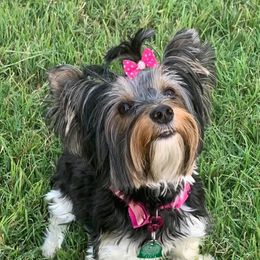 Cloe - Yorkshire Terrier