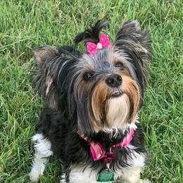 Cloe - Yorkshire Terrier