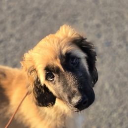 Chai - Red male Afghan Hound puppy in Pittsfield, Massachusetts from Lenore's Afghan Hounds