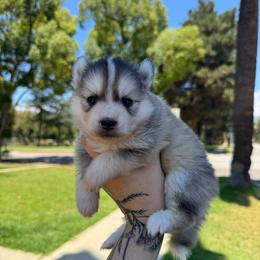 Stetson - Silver and white male Pomsky puppy in La Verne, California from Red Cedar Pomskies