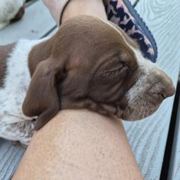Jefferson - White and chestnut male Bracco Italiano puppy in Silver Summit, Utah from Snow Peak Kennel