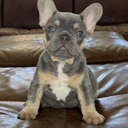 French Bulldog Puppies from Fiddyment Farm Frenchies