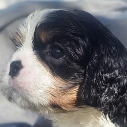 Queen - Tri-color female Cavalier King Charles Spaniel puppy in Winchester, Kentucky from Gleannfae Gordon Setters & Cavalier King Charkes Spaniels