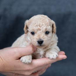 Willow - Apricot female Goldendoodle puppy in `Richmond, Virginia from OikiaDoodle