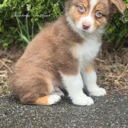 Snickers-Rtm1 - Red tri-color male Australian Shepherd puppy in Chehalis, Washington from Wandering Acres Ranch