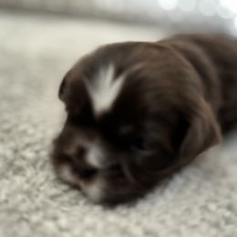 Maltese, Pomeranian, Shih Tzu, and Yorkshire Terrier Puppies from Gibbs Gorgeous Paws LLC