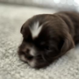 Maltese, Pomeranian, Shih Tzu, and Yorkshire Terrier Puppies from Gibbs Gorgeous Paws LLC