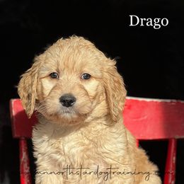 Drago - Cream Goldendoodle puppy in Lancaster, Minnesota from North Star Dog Training